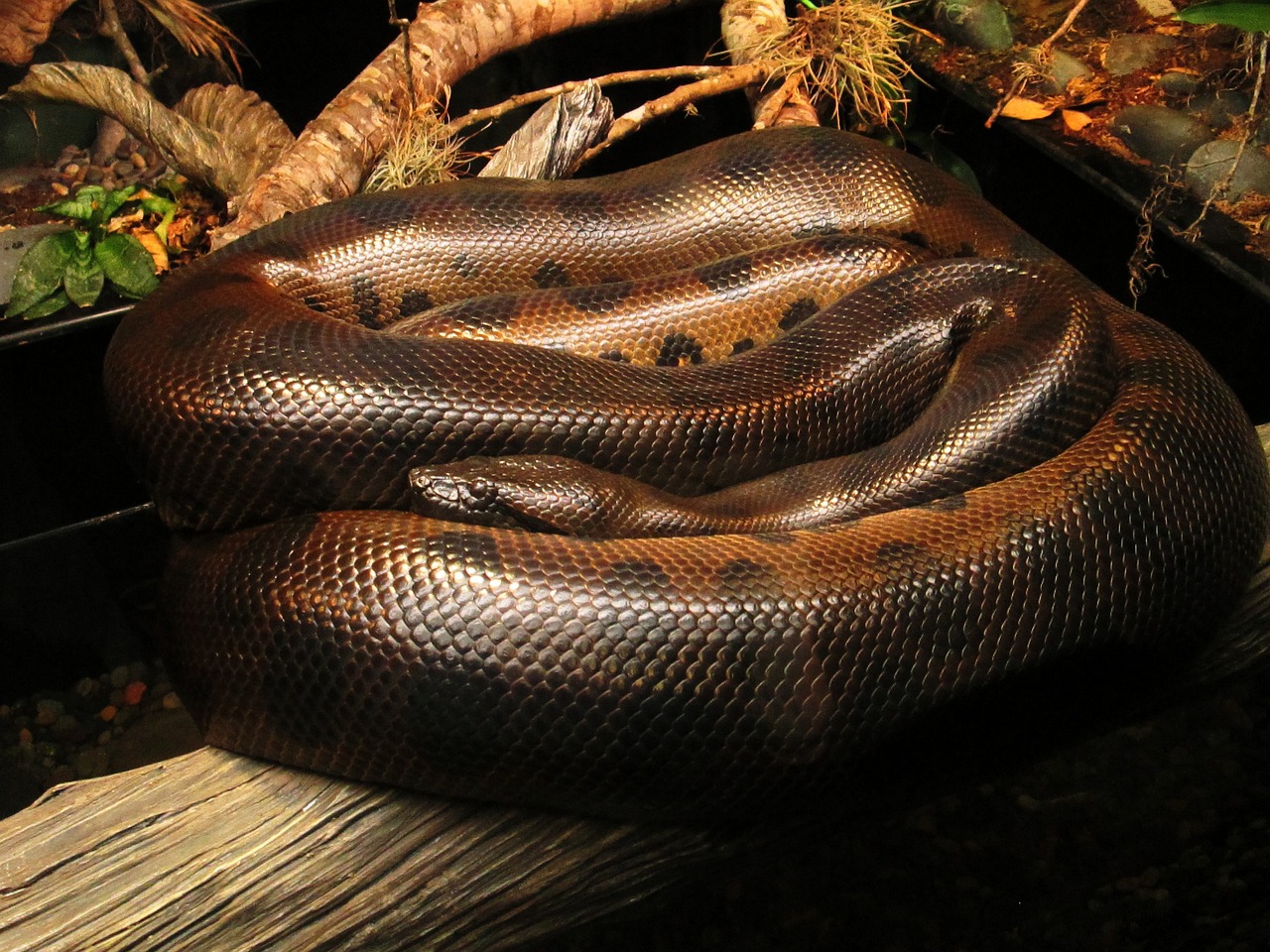 A snake exhibit at the Houston Zoo